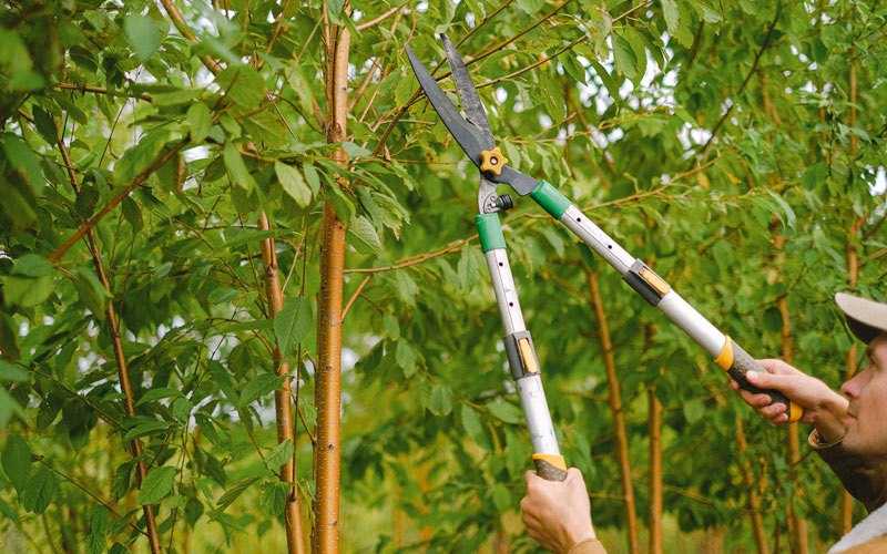 Tree trimming in Cantwell, AK